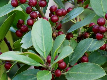 Rhamnus alaternus / Ranno lanterno